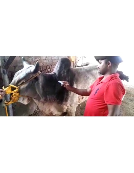 Lumpy skin disease suffering Mahadev Nandi baba - Sector 121 noida