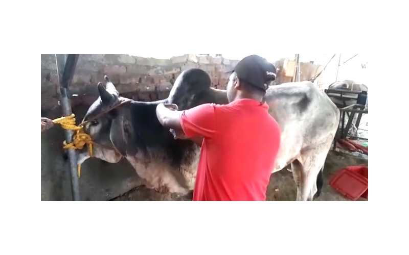 Lumpy skin disease suffering Mahadev... Lumpy skin disease suffering Mahadev...