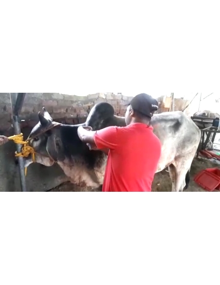 Lumpy skin disease suffering Mahadev Nandi baba - Sector 121 noida