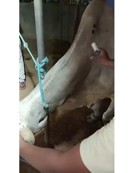 Lumpy skin disease suffering Mahadev Nandi