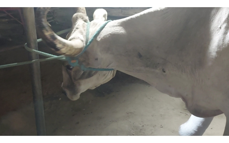 Lumpy skin disease suffering Mahadev...