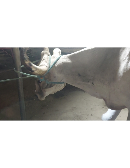 Lumpy skin disease suffering Mahadev Nandi