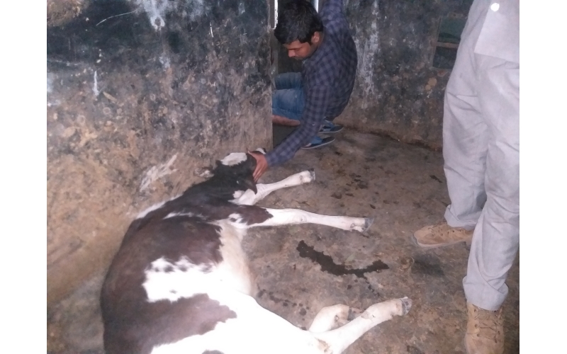 Gaumata baby spine injured, hit and... Gaumata baby spine injured, hit and...