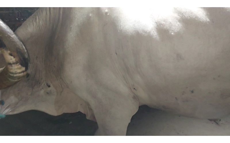 Lumpy skin disease suffering Mahadev...