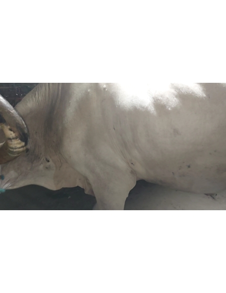 Lumpy skin disease suffering Mahadev Nandi