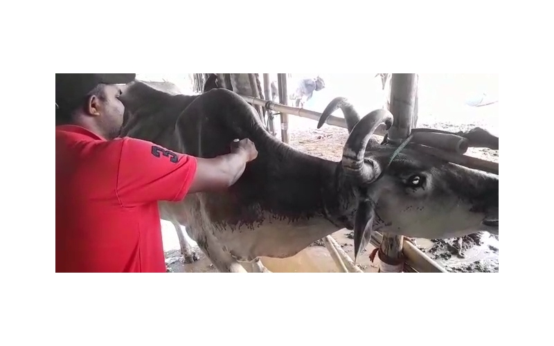 Lumpy skin disease suffering Mahadev...