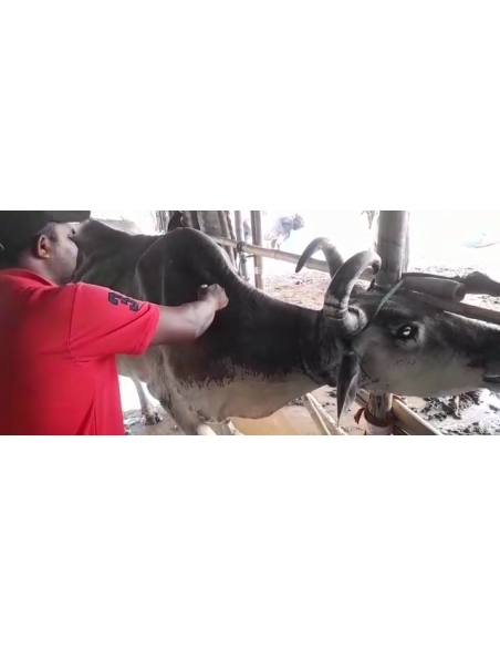 Lumpy skin disease suffering Mahadev Nandi