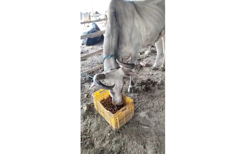 Lumpy skin disease suffering Mahadev...