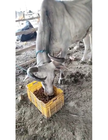 Lumpy skin disease suffering Mahadev Nandi