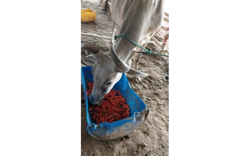 Lumpy skin disease suffering Mahadev...