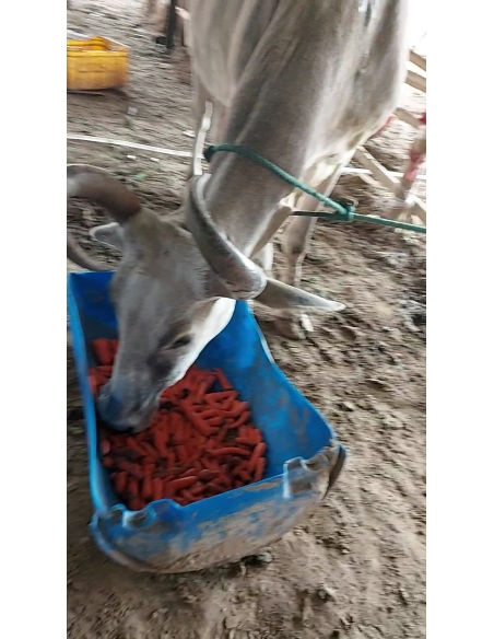 Lumpy skin disease suffering Mahadev Nandi