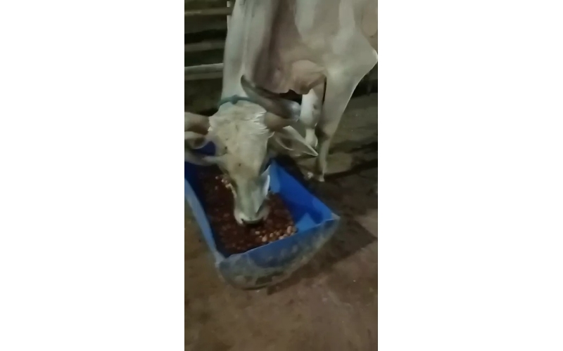 Lumpy skin disease suffering Mahadev...