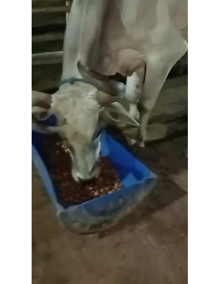 Lumpy skin disease suffering Mahadev Nandi