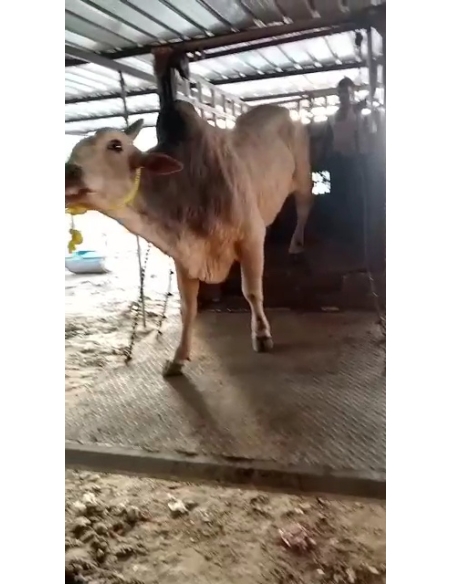 Lumpy skin disease Mahadev nandi