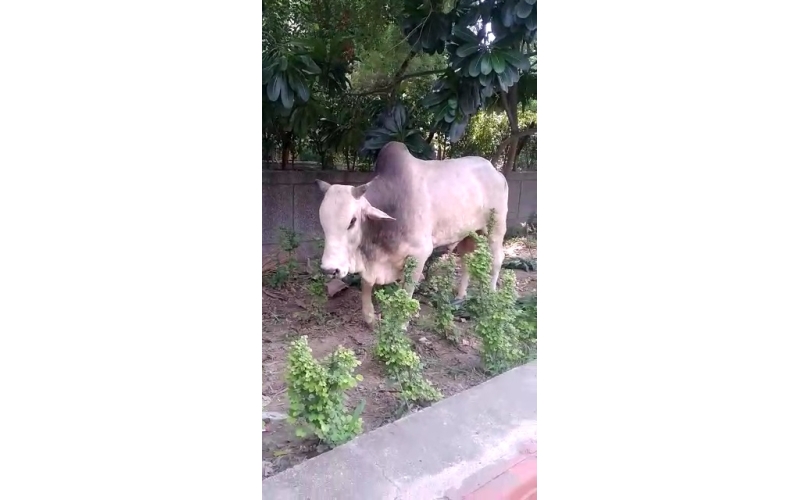 Lumpy skin disease Mahadev nandi