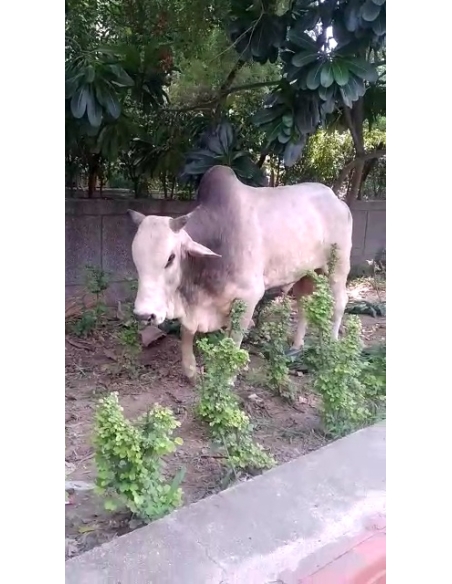 Lumpy skin disease Mahadev nandi