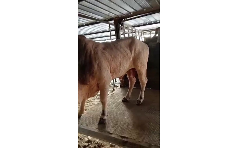 Lumpy skin disease Mahadev nandi