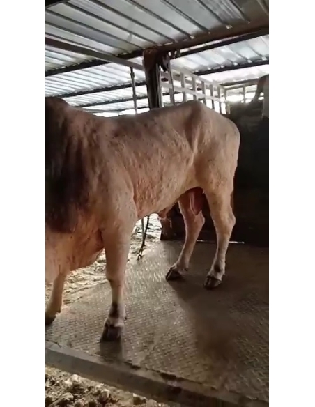 Lumpy skin disease Mahadev nandi