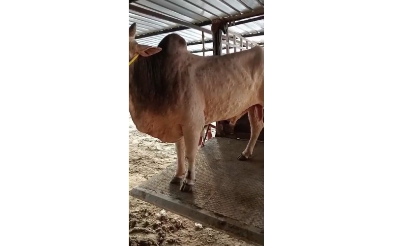 Lumpy skin disease Mahadev nandi