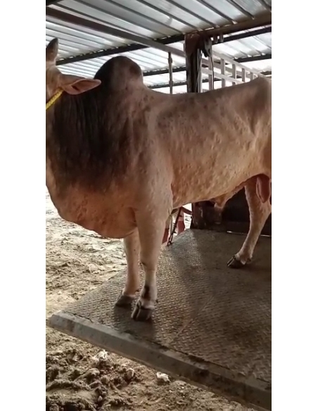 Lumpy skin disease Mahadev nandi