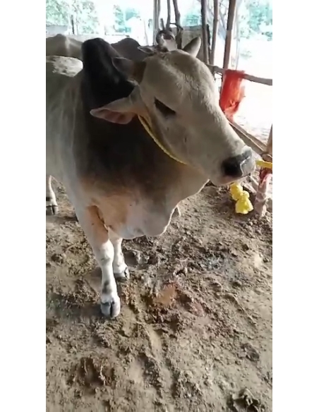 Lumpy skin disease Mahadev nandi