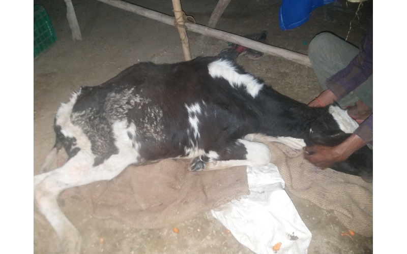 Gaumata baby spine injured, hit and... Gaumata baby spine injured, hit and...