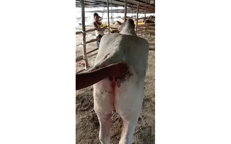 Lumpy skin disease Mahadev nandi