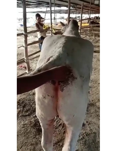 Lumpy skin disease Mahadev nandi