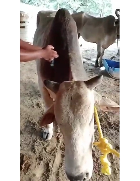 Lumpy skin disease Mahadev nandi