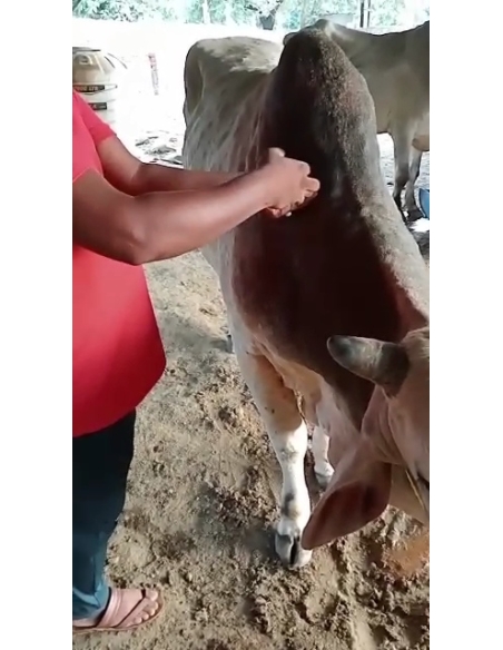 Lumpy skin disease Mahadev nandi