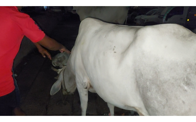 Gaumata Recovers from Lumpy Virus,...