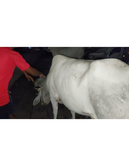 Lumpy skin disease suffering Gaumata/Cow