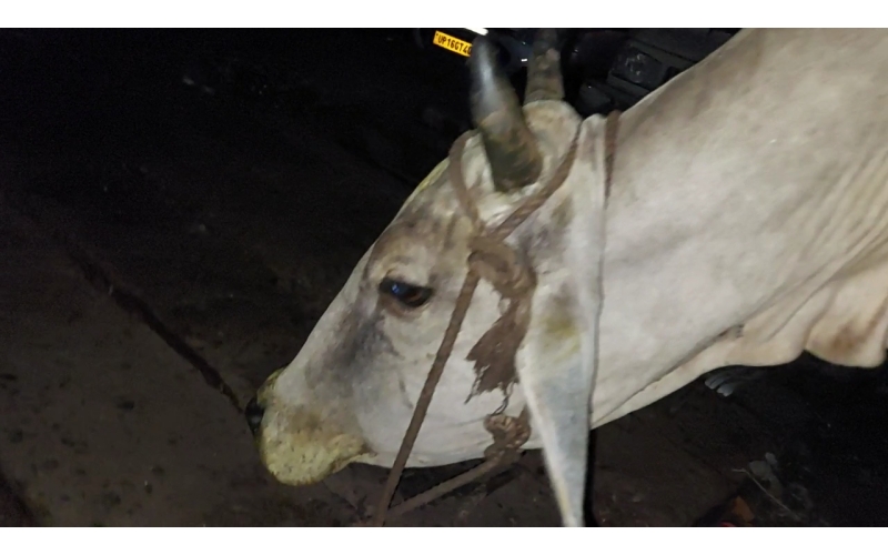 Lumpy skin disease suffering Gaumata/Cow Lumpy skin disease suffering Gaumata/Cow