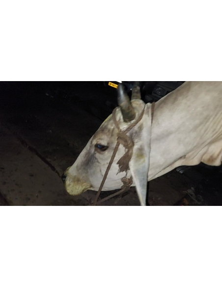 Gaumata Recovers from Lumpy Virus, Harola Village Noida