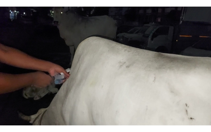 Lumpy skin disease suffering Gaumata/Cow Lumpy skin disease suffering Gaumata/Cow