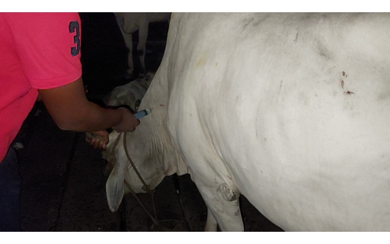 Lumpy skin disease suffering Gaumata/Cow Lumpy skin disease suffering Gaumata/Cow
