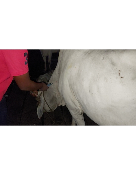 Lumpy skin disease suffering Gaumata/Cow