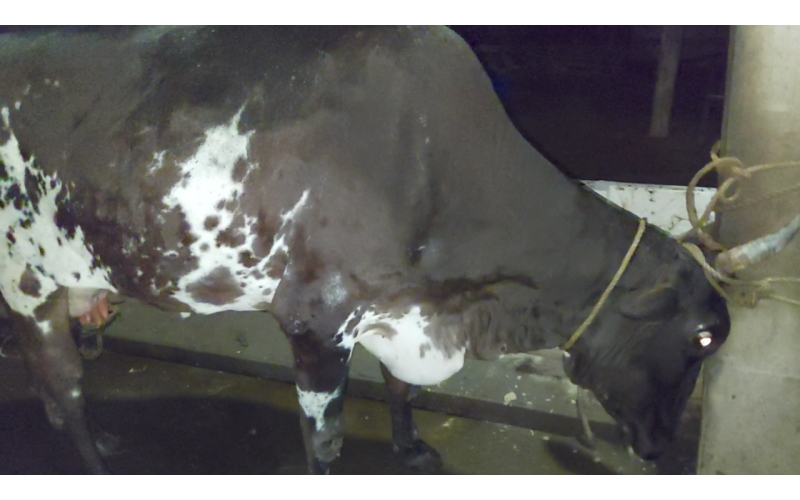 Lumpy skin disease suffering gaumata Lumpy skin disease suffering gaumata