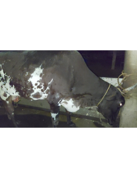 Lumpy skin disease suffering gaumata