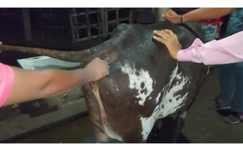 Lumpy skin disease suffering gaumata Lumpy skin disease suffering gaumata