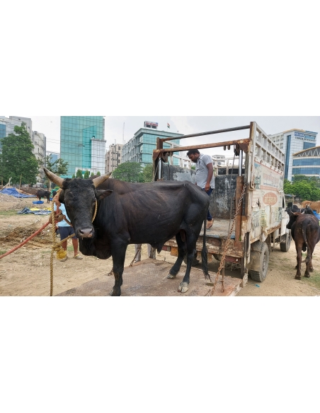 Nandi baba foot injured