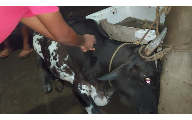 Lumpy skin disease suffering gaumata Lumpy skin disease suffering gaumata