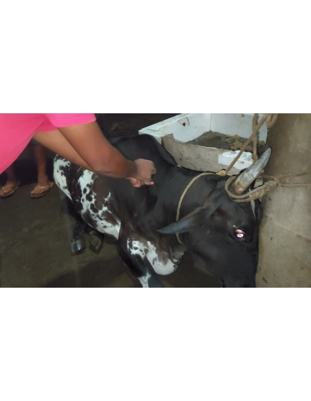 Lumpy skin disease suffering gaumata