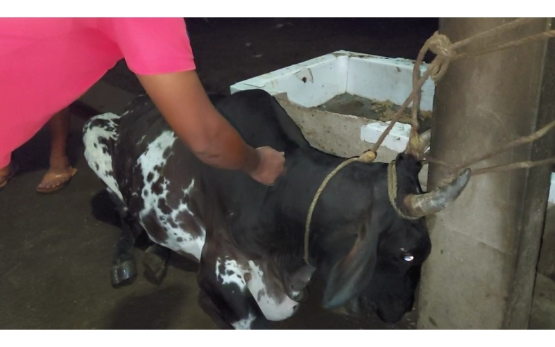 Lumpy skin disease suffering gaumata Lumpy skin disease suffering gaumata