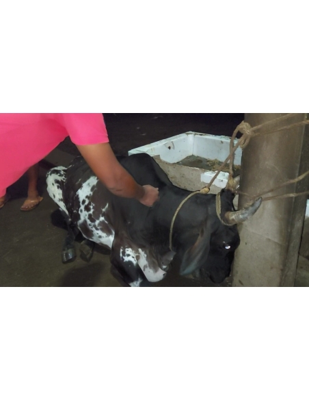 Lumpy skin disease suffering gaumata