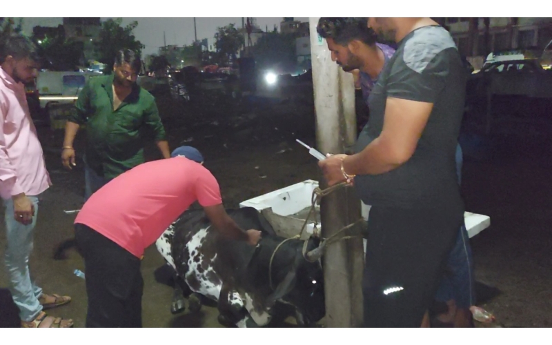 Lumpy skin disease suffering gaumata Lumpy skin disease suffering gaumata