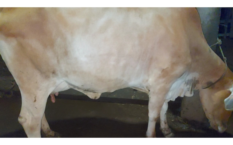 Lumpy skin disease suffering Gaumata/Cow