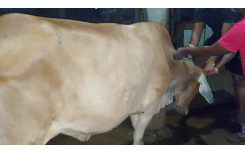 Lumpy skin disease suffering Gaumata/Cow