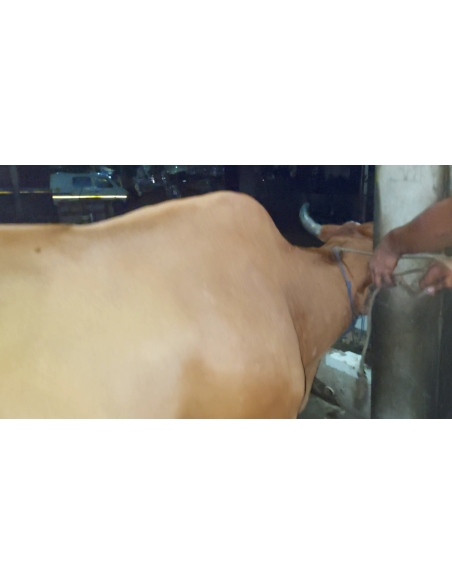 Lumpy skin disease suffering Gaumata/Cow