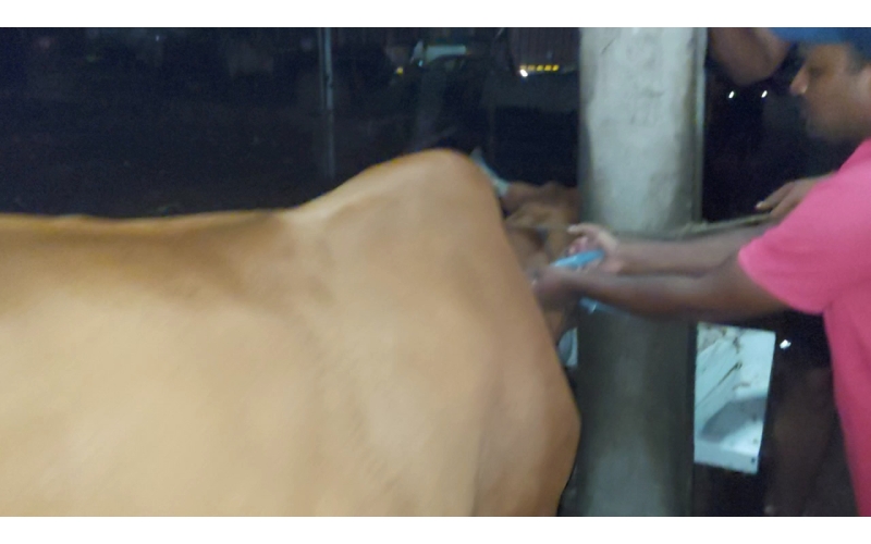 Lumpy skin disease suffering Gaumata/Cow Lumpy skin disease suffering Gaumata/Cow